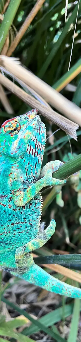 Ein Chamäleon in voller Farbenpracht. Seine Haut schimmert in leuchtendem Grün und Blau.